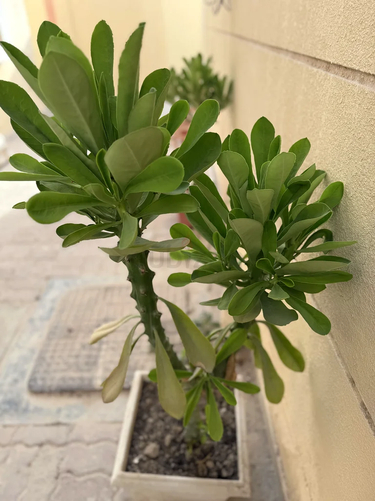 Lush Green Potted Plant for Your Home63221349187457111
