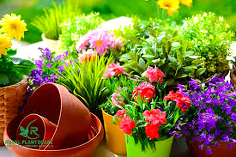 خدمات تنسيق الحدائق والصيانة63181797515266112