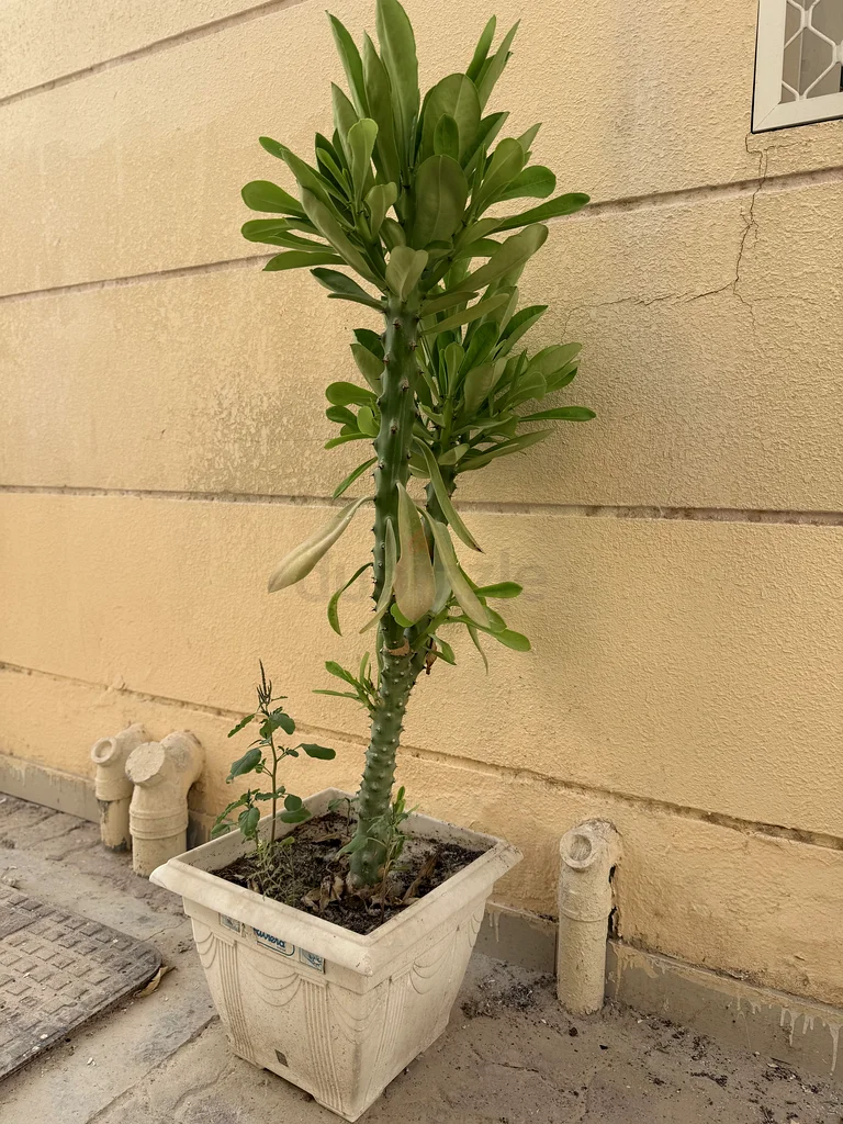 Lush Green Potted Plant for Your Home63221349187457112