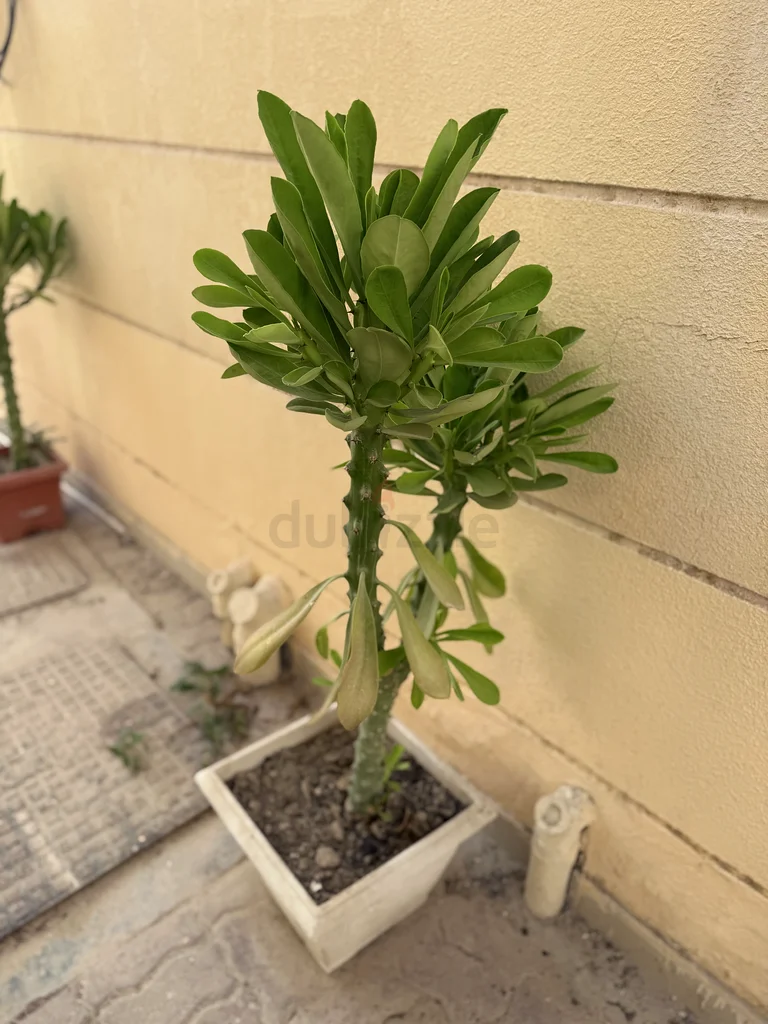 Lush Green Potted Plant for Your Home63221349187457113