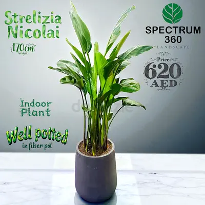 Strelitzia Nicolai - 170cm Tall - Indoor Plant