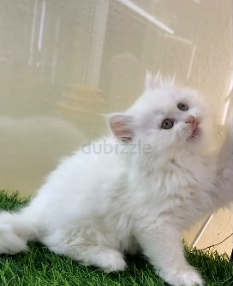Pure Persian kitten632341350136331117