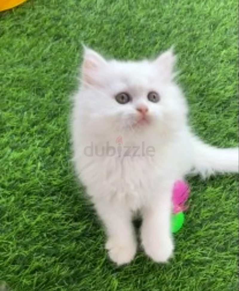 Pure Persian kitten63234135013633111