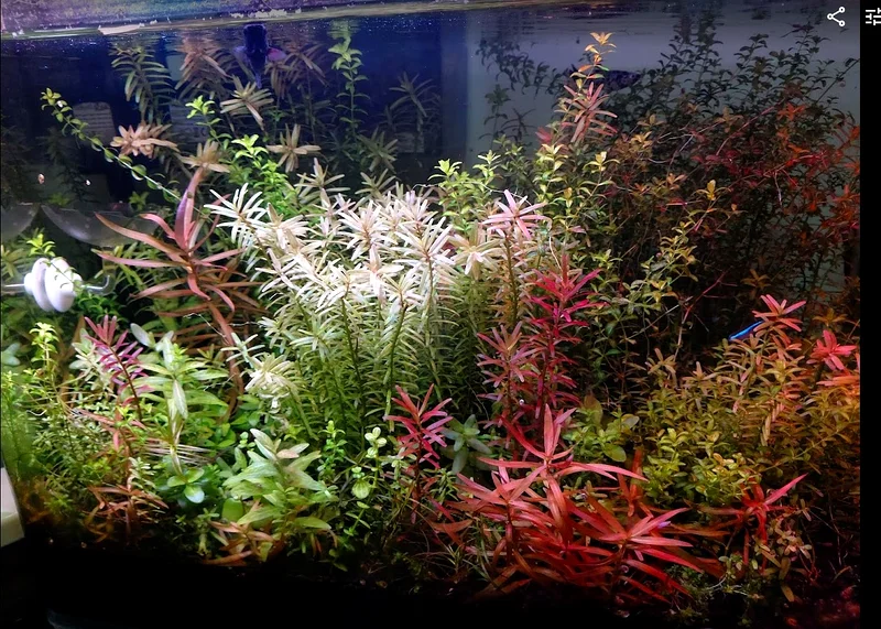 Vibrant Aquarium Plant Collection for Sale! Including accessories632321597975061119