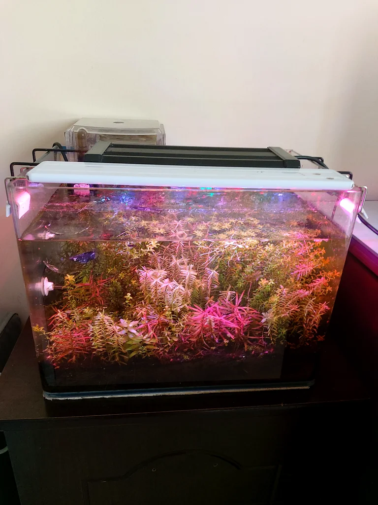 Vibrant Aquarium Plant Collection for Sale! Including accessories63232159797506112