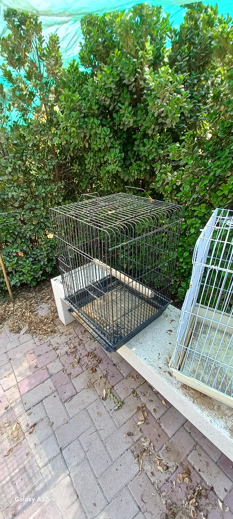 birds cage63233129104898111
