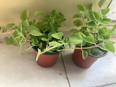 Plant