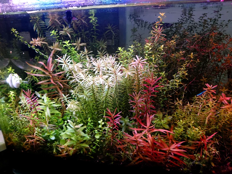 Vibrant Aquarium Plant Collection for Sale! Including accessories63232159797506111