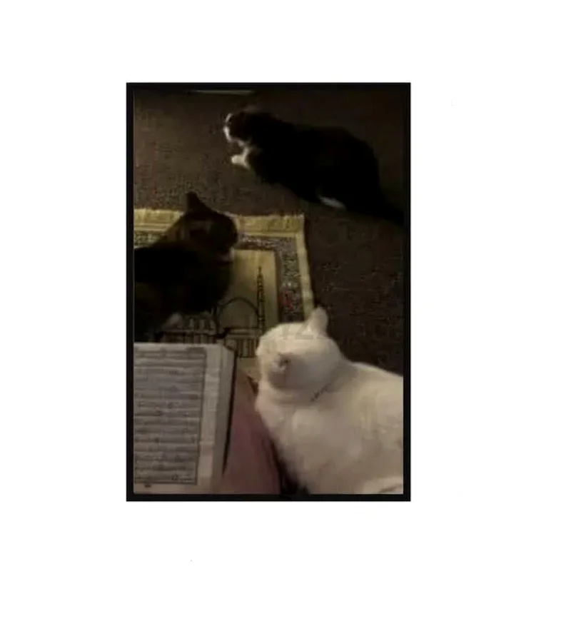 Wall Art frame Persian cats on carpet art dubizzle