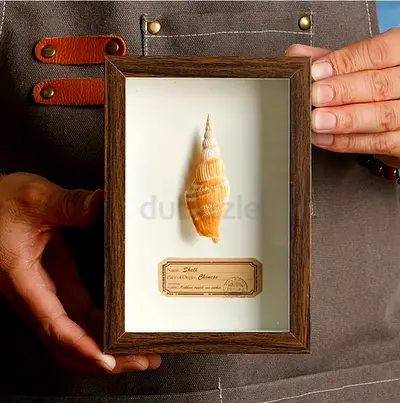 New Sea shell conch shadow box for home decor !