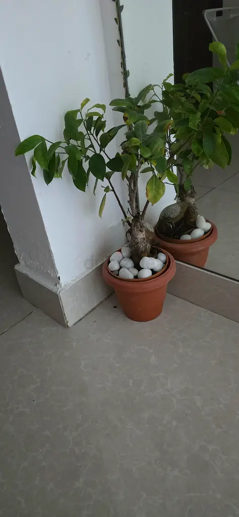 Plant