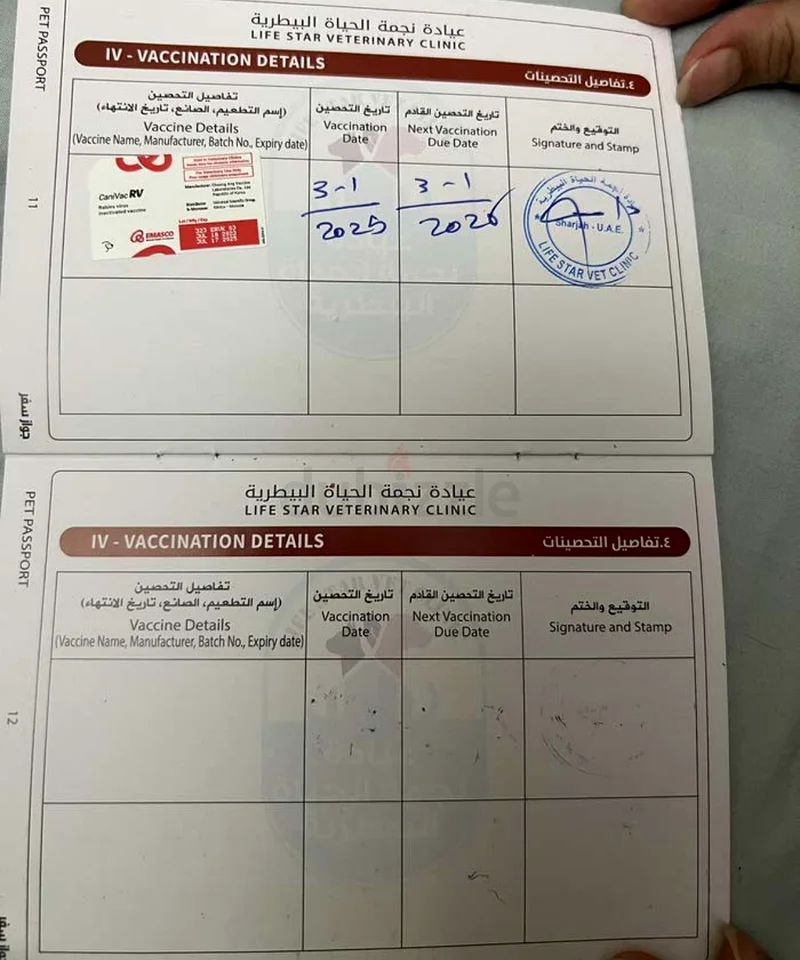 قط شيرازي اليف للبيع63235115216258114