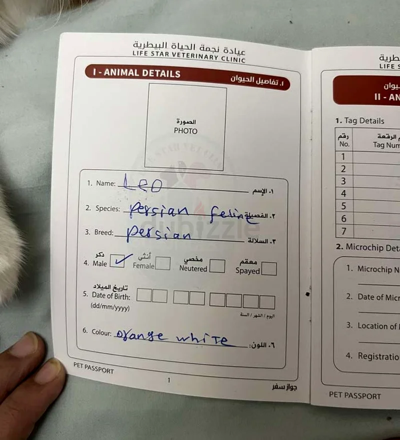 قط شيرازي اليف للبيع63235115216258113