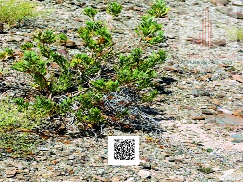 أرض زراعية للبيع في مسافوت، عجمان - أفضل سعر - أفضل المواصفات63184697851010113