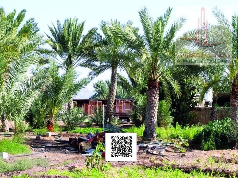 أرض زراعية للبيع في مسافوت، عجمان - أفضل سعر - أفضل المواصفات63184697851010111