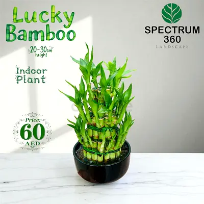 Lucky Bamboo - Indoor Plant - Live Plant