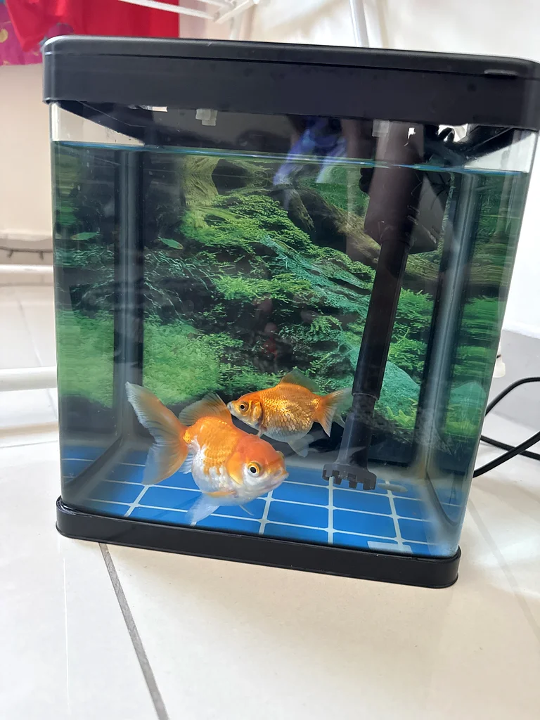 Fish Tank with fishes63233642408705111