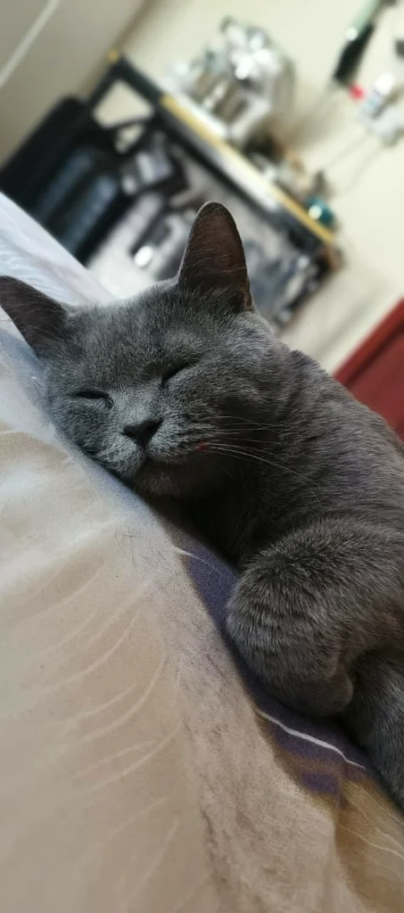 Cat Sitter63219836255873116