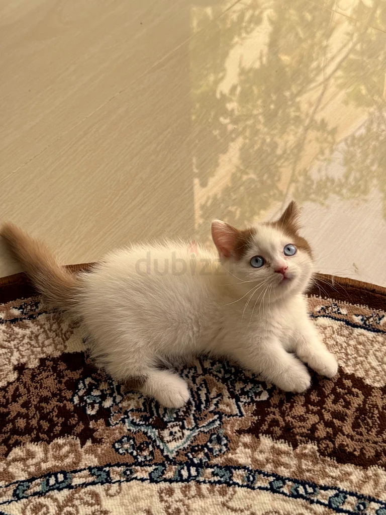 عيون زرقاء لمونشكن / مسجلة في WCF63437736166017111