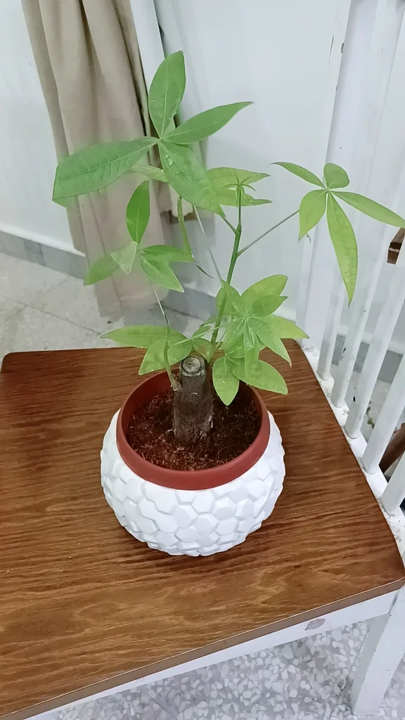 money tree for sale632213494101791117