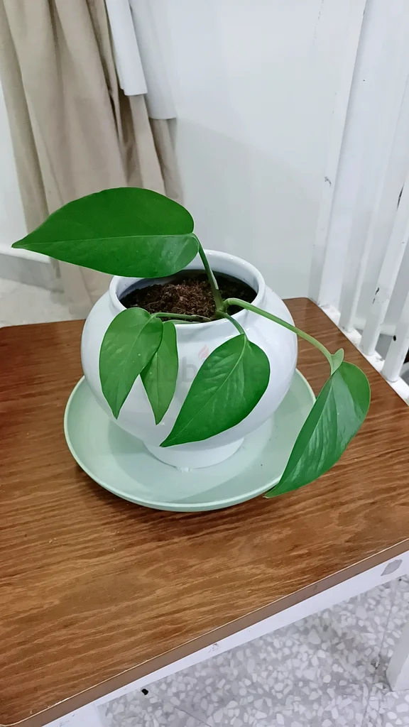money plant for sale632213494167061116