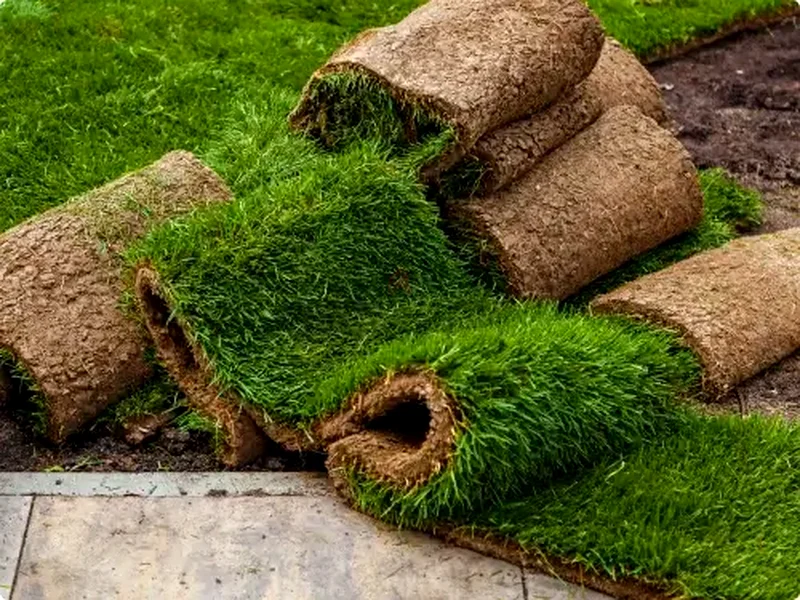 Premium Natural Grass Roll for Lush Lawn Transformation63220322254081111