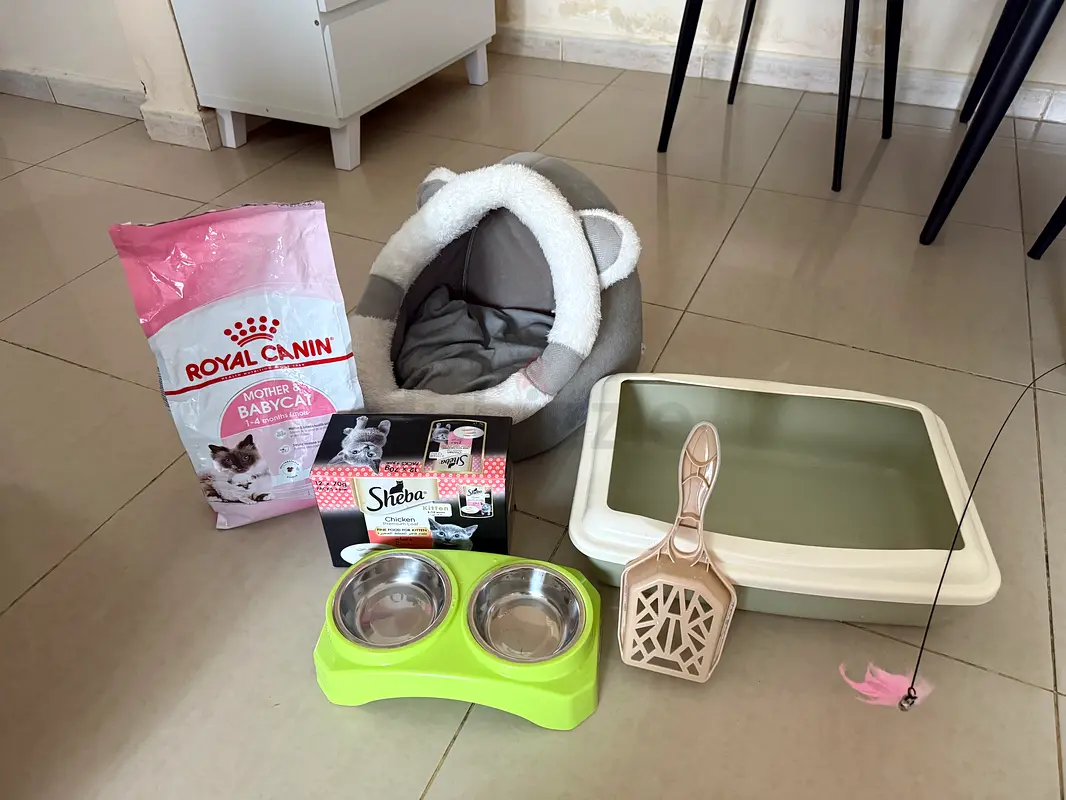Cat/Kitten Accessories for Sale