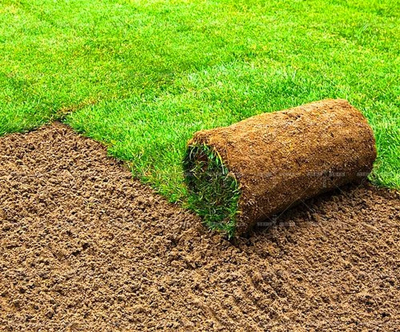 Premium Natural Grass Roll for Lush Lawn Transformation63220322254081110