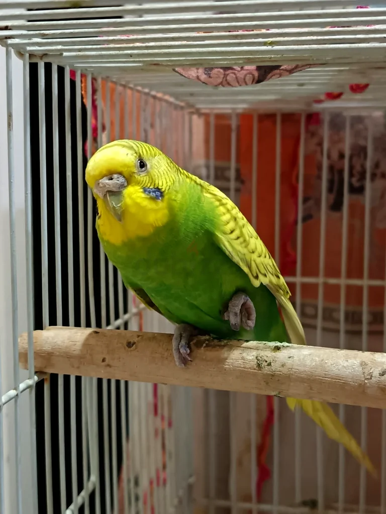 أزواج البودجي63233127144834113