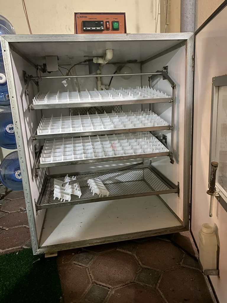 Eggs incubator63258656534017113