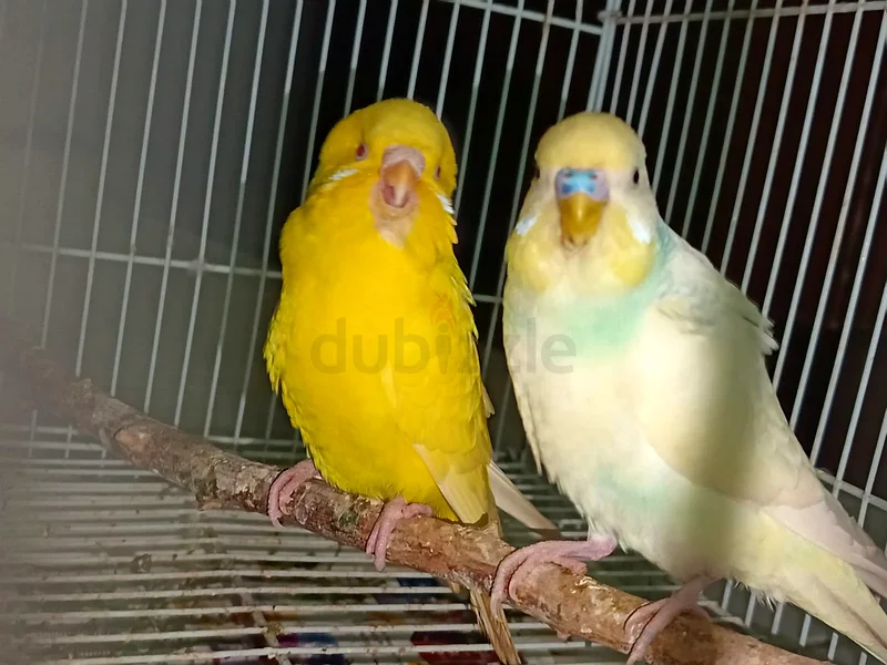 أزواج البودجي63233127144834112