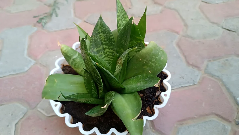 Green snake plant63221349539329111