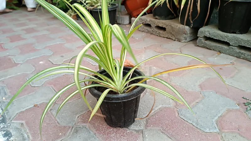 Stylish spider plant63221349525763112