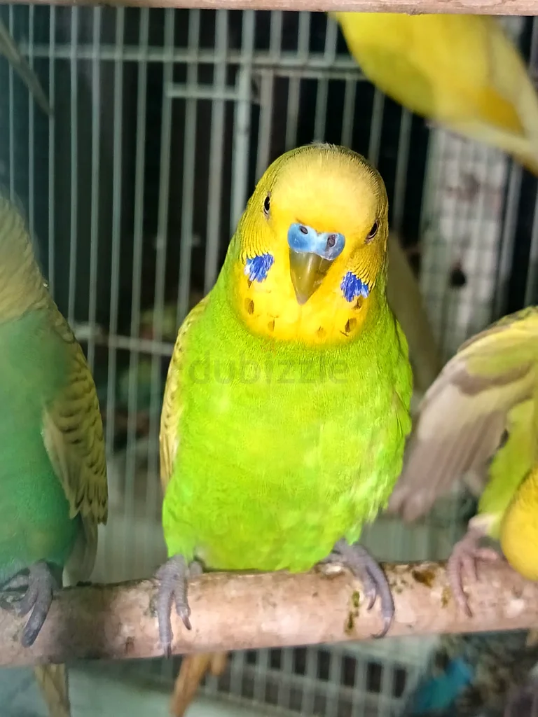 أزواج البودجي63233127144834112