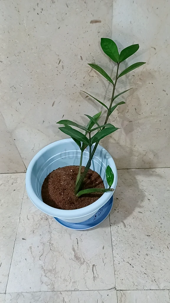 rubber plant for sale632213495025931115