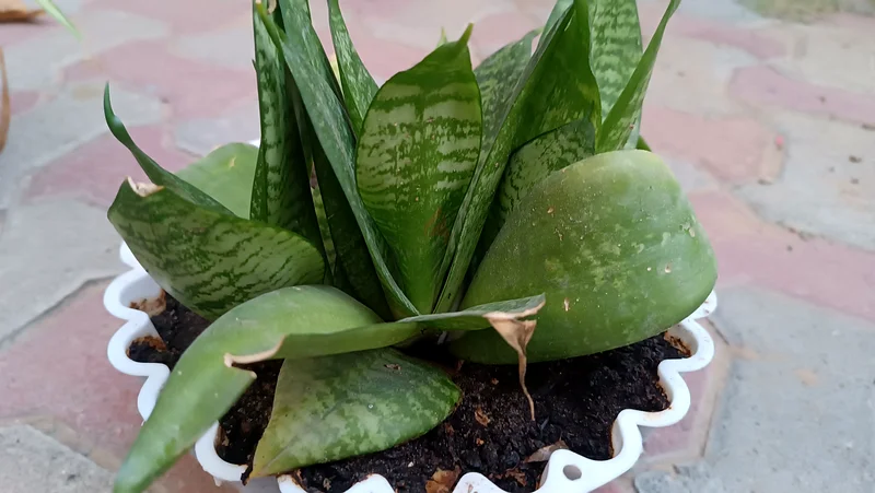 Green snake plant63221349539329112