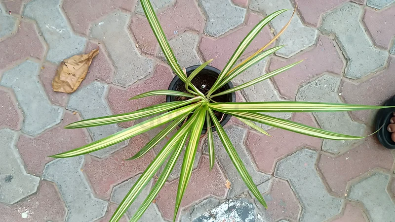 Stylish spider plant63221349525763111