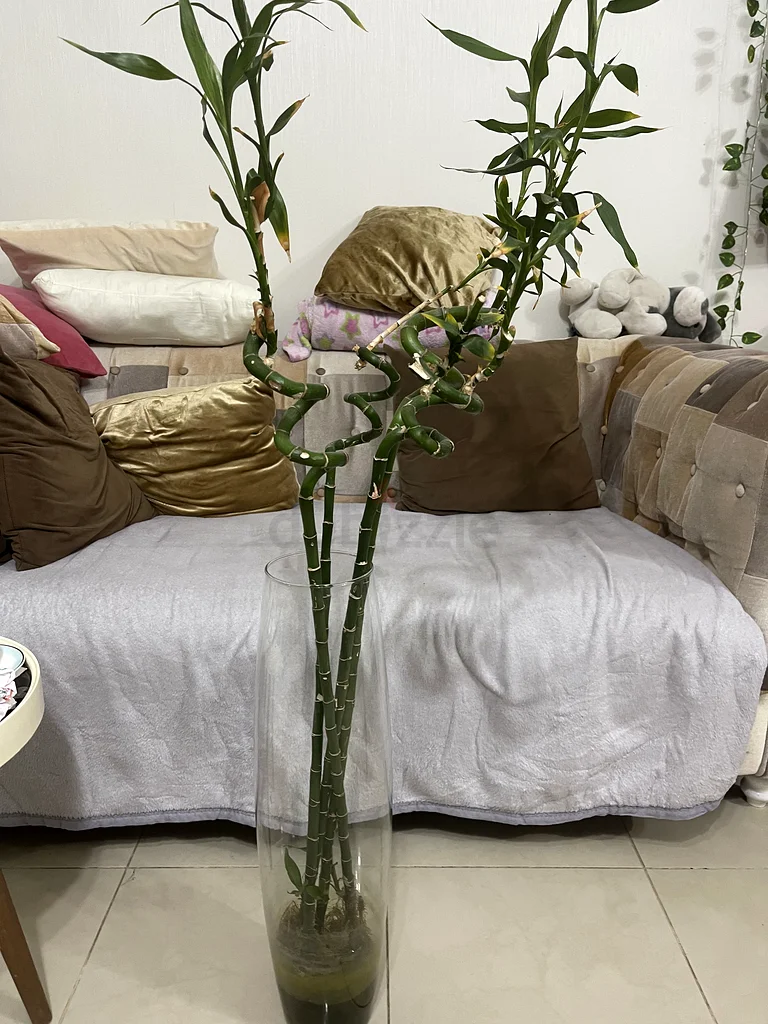 نباتات الخيزران الداخلية الأنيقة في مزهرية زجاجية مذهلة63190123208963112