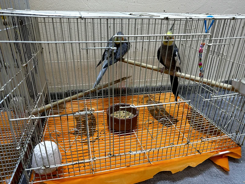 Cage for sale for 350 with free birds inside63233127196674112