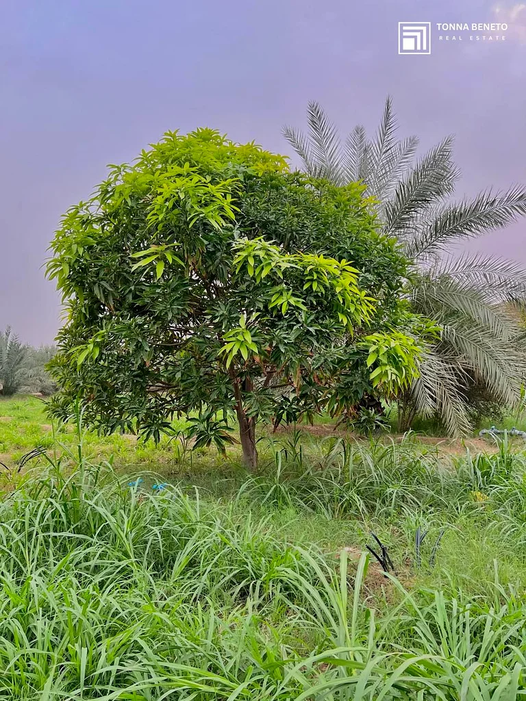 Smart Investment | Huge Plot | Ready Farm | Amazing Price63196598645379112