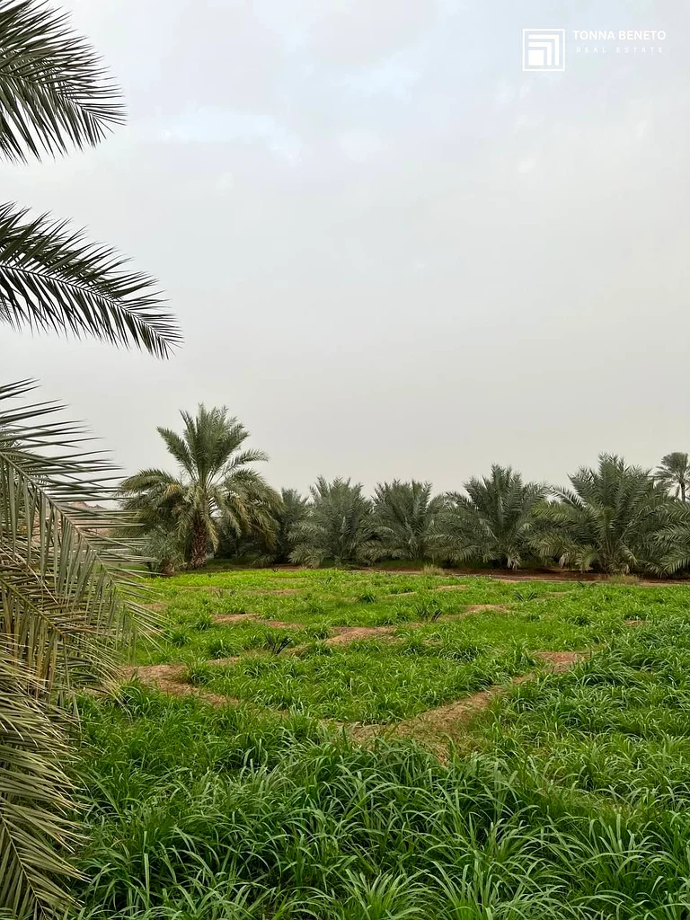 Smart Investment | Huge Plot | Ready Farm | Amazing Price63196598645379114