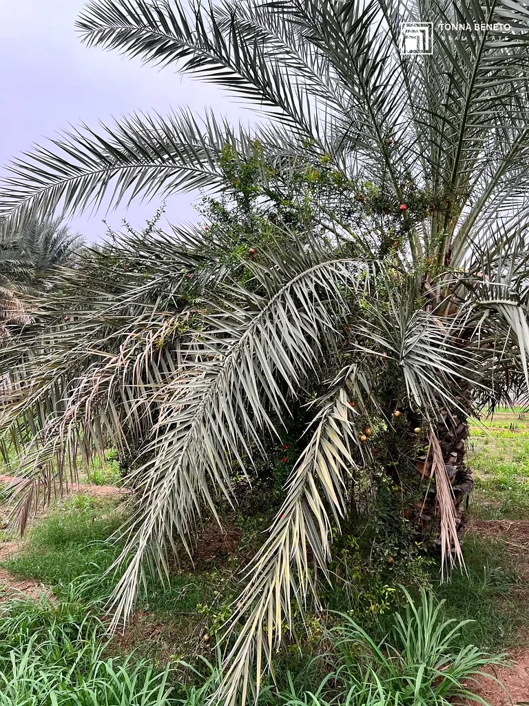 Smart Investment | Huge Plot | Ready Farm | Amazing Price63196598645379113