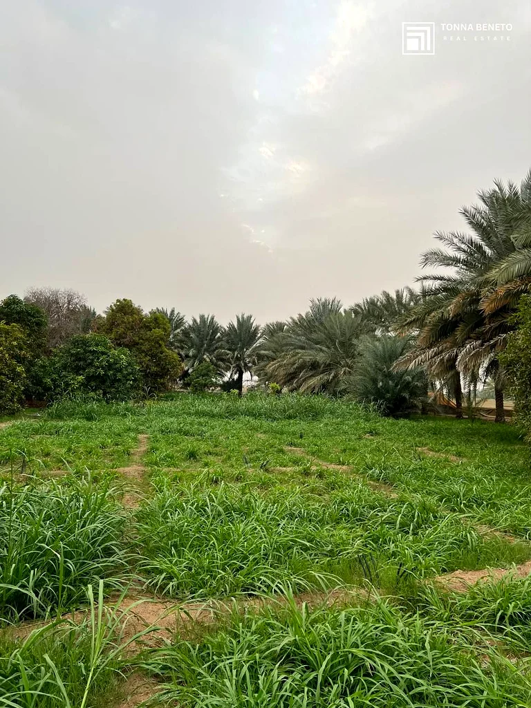 Smart Investment | Huge Plot | Ready Farm | Amazing Price63196598645379111