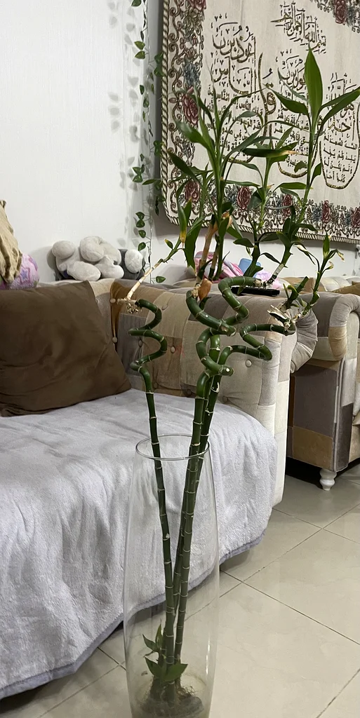 نباتات الخيزران الداخلية الأنيقة في مزهرية زجاجية مذهلة63190123208963111