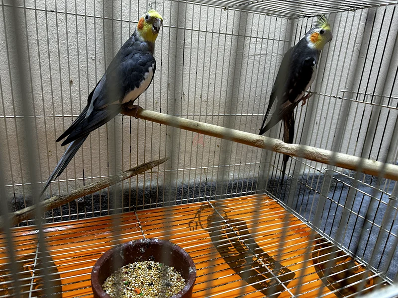 Cage for sale for 350 with free birds inside63233127196674114