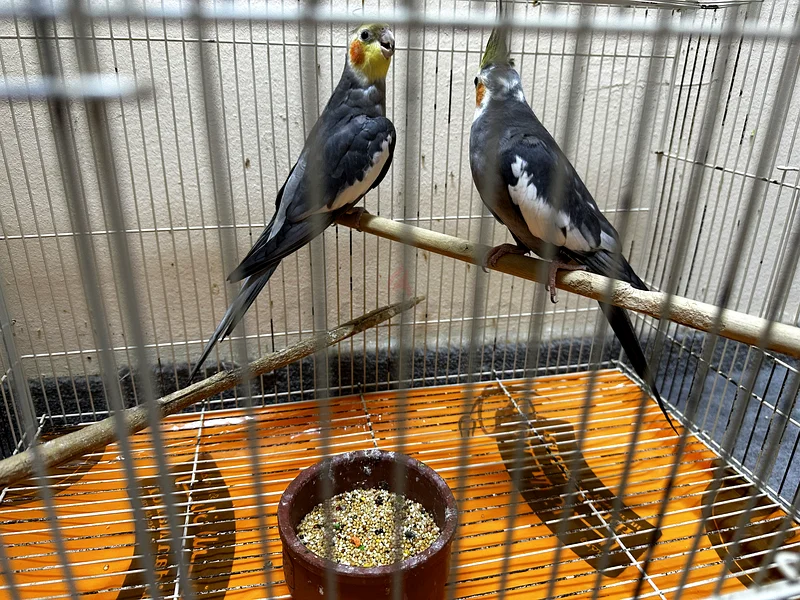 Cage for sale for 350 with free birds inside63233127196674113