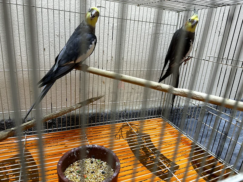 Cage for sale for 350 with free birds inside63233127196674111