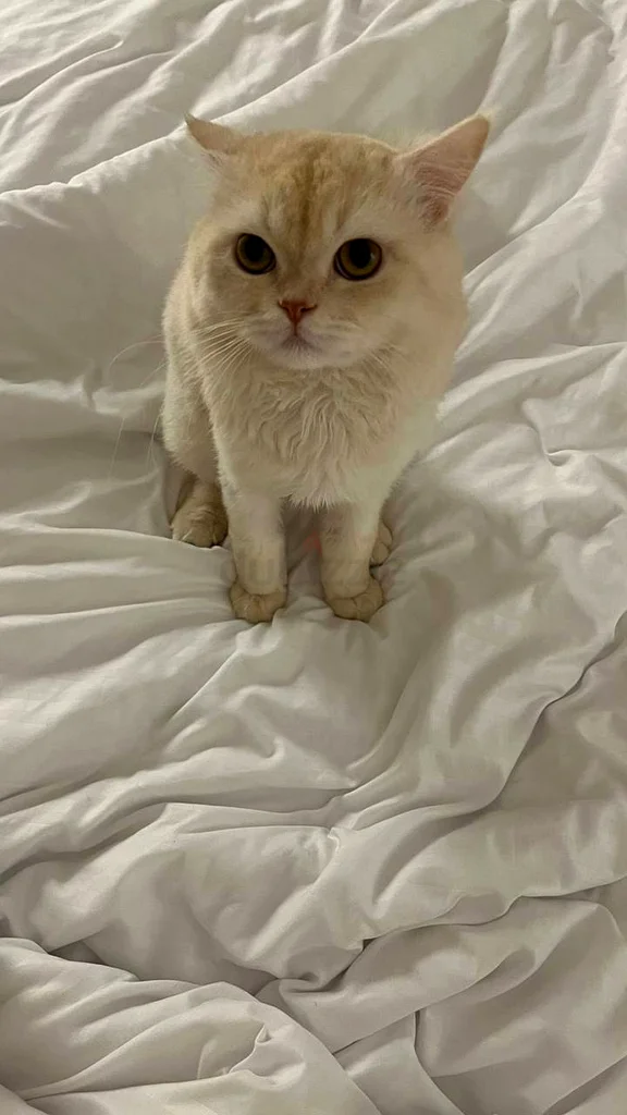 Its mix scotch she is she is ready to join a new fam any one ready and can take care of her 500D63222340732162111