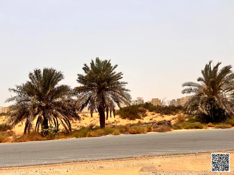 Land for Sale in Ajman AL AALIA - 15,500 sq ft G+3163199122417155113