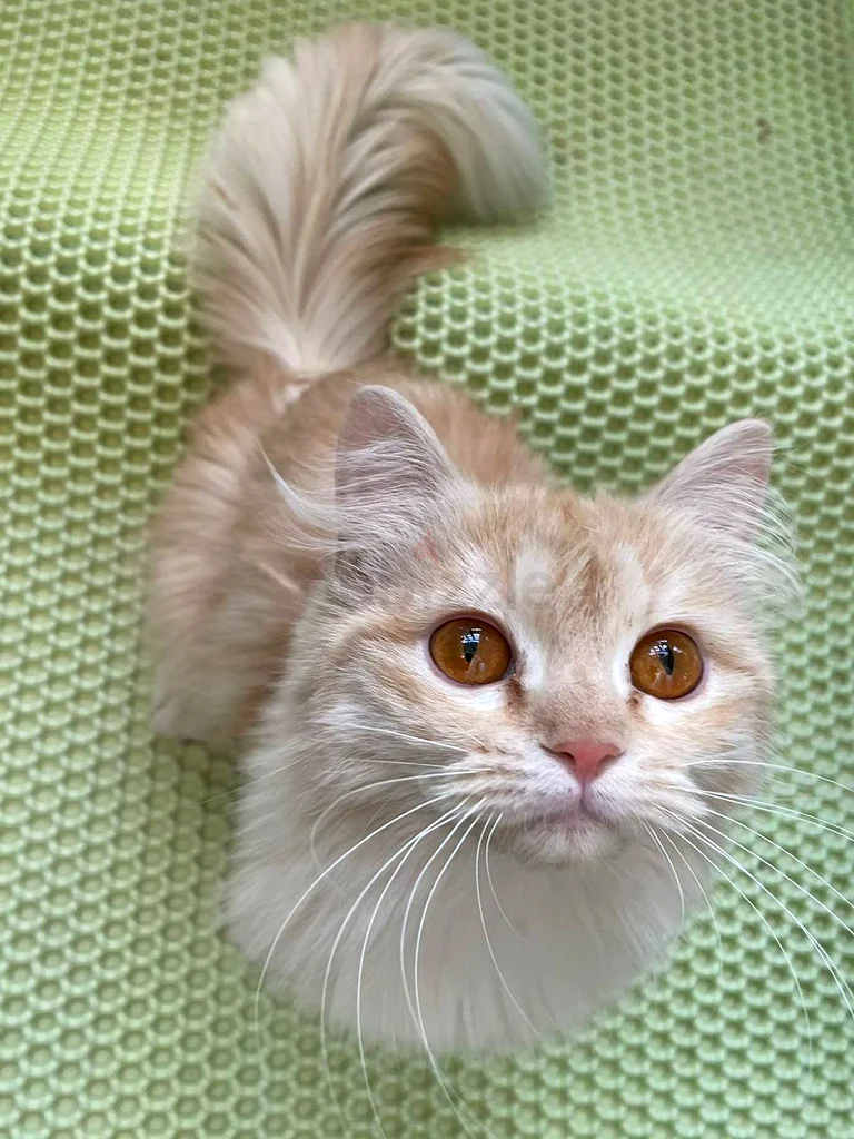 Its mix scotch she is she is ready to join a new fam any one ready and can take care of her 500D63222340732162112